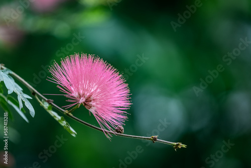 Pink wildflower blooming in Spring , summer daytime. macro. selective focus.