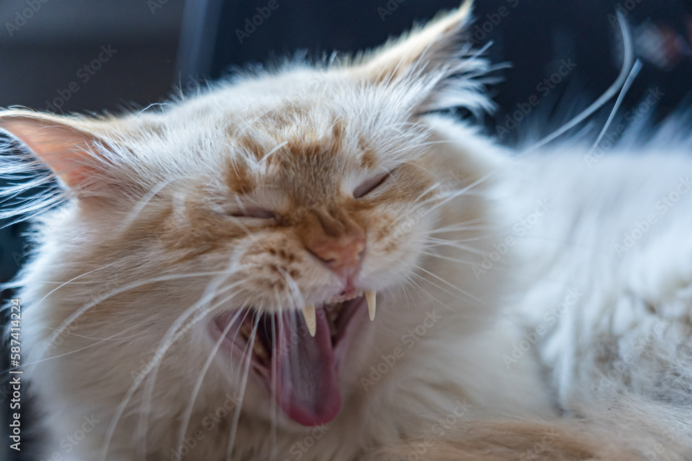 white cat open mouth showing teeth and tongue