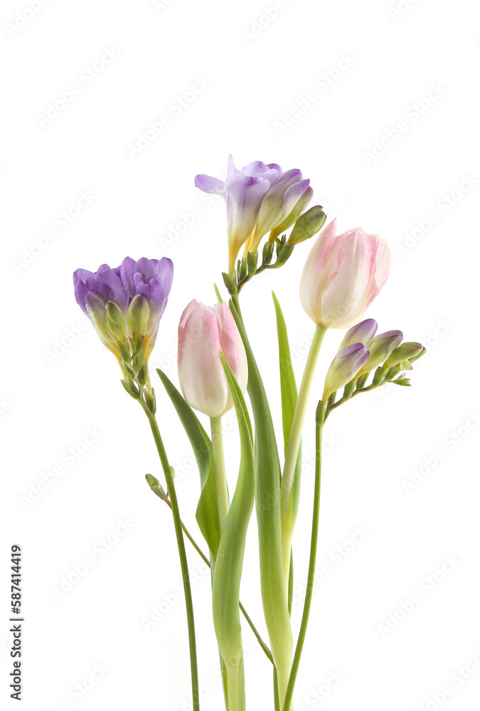 Fototapeta premium Flowers Tulip and Freesia isolated on white background. Bouquet of purple pink spring flowers.