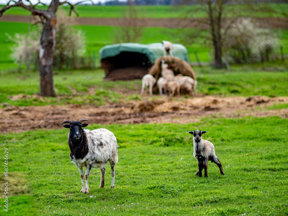 Kleine Schafherde auf einer Weide im Frühjahr Kleine Schafherde auf einer Weide im Frühjahr