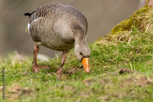 Greylag goose in a field grazing on the grass