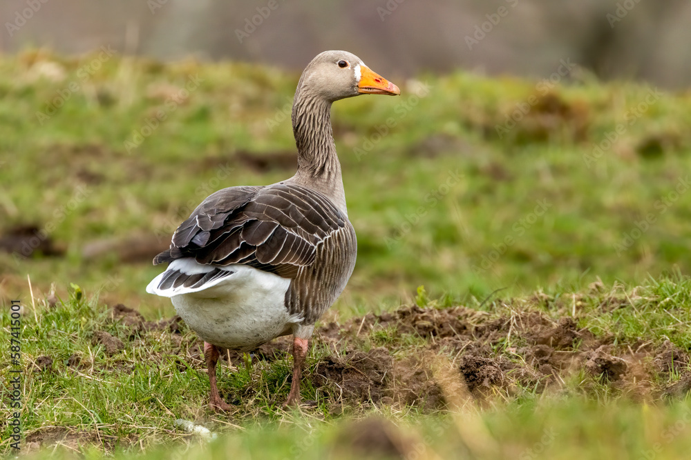 Greylag goose in a field grazing on the grass Greylag goose in a field grazing on the grass
