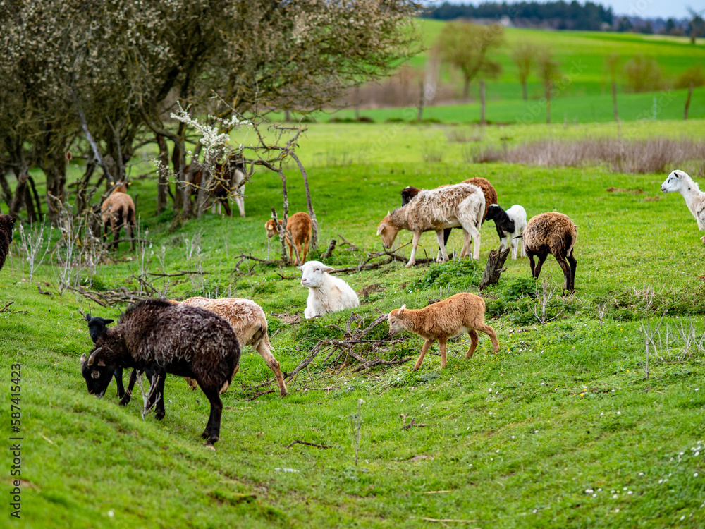 Kleine Schafherde auf einer Weide im Frühjahr Kleine Schafherde auf einer Weide im Frühjahr