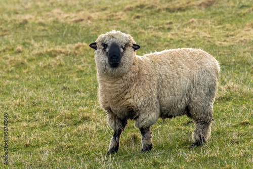 White  woolly sheep with black ears and black nose with funny face