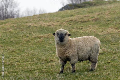 White, woolly sheep with black ears and black nose with funny face