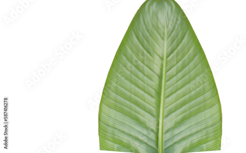 Cropped green leaf 