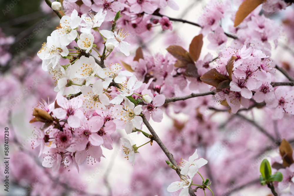 Fototapeta premium Kirschblüte