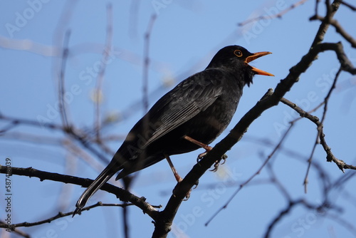 Un merle chante sur une branche