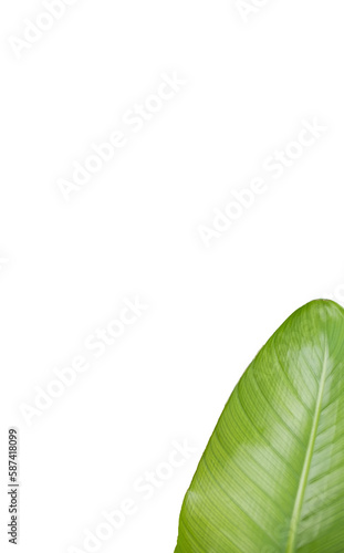 High angle view of leaf 