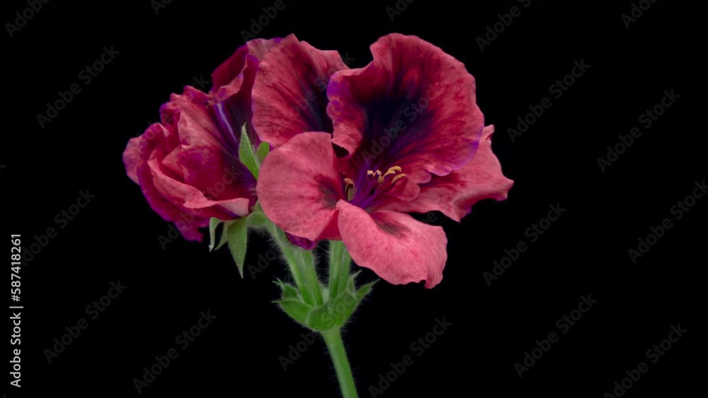 Timelapse of pink geranium flowers blooming on black background. Wedding backdrop, Valentine's Day concept. Mother's day, Holiday, Love, birthday Timelapse of pink geranium flowers blooming on black background. Wedding backdrop, Valentine's Day concept. Mother's day, Holiday, Love, birthday