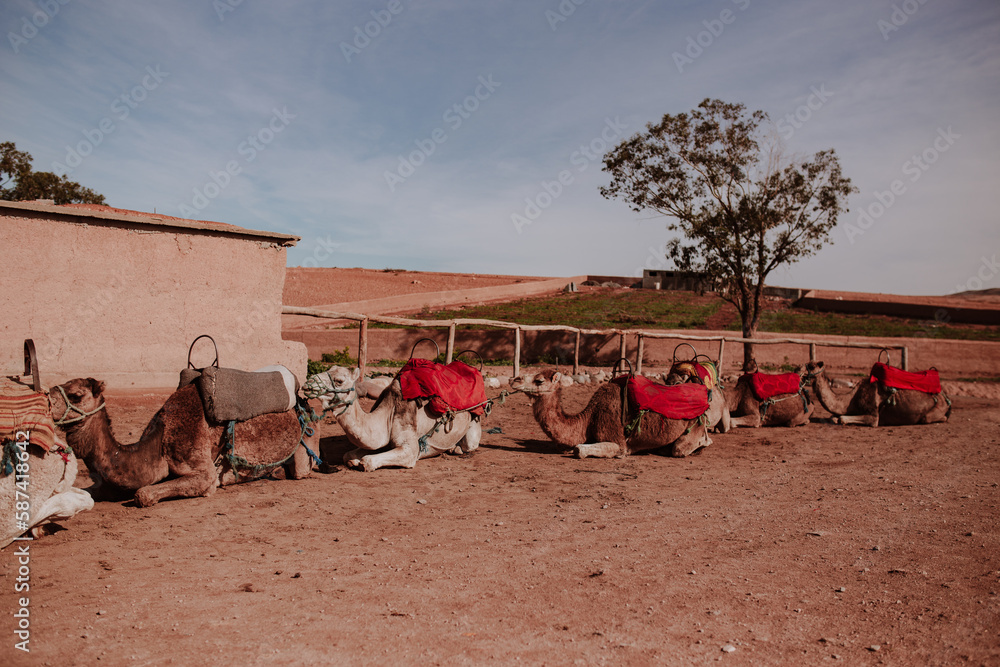 Fototapeta premium moroccan camels