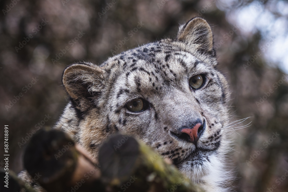 Fototapeta premium Face portrait of snow leopard (Panthera uncia)