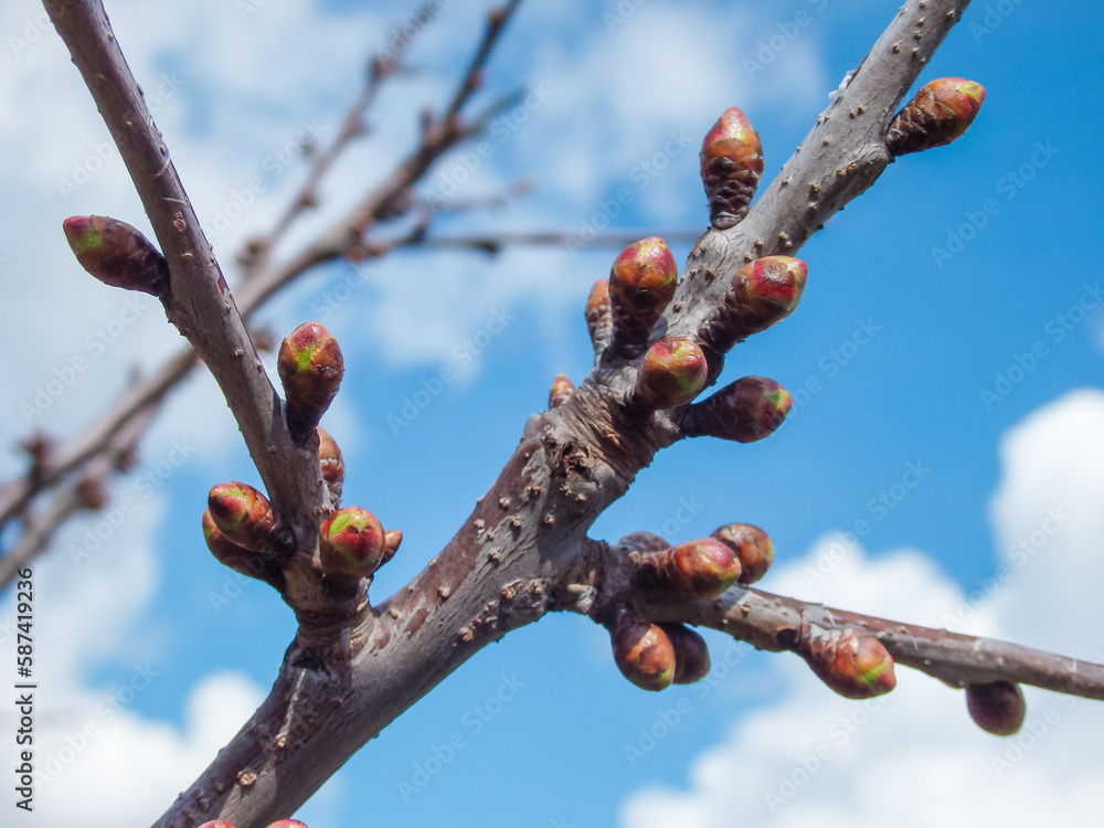 Sweet Cherry Buds Before Spring Blossom. Sweet Cherry Buds Before Spring Blossom.