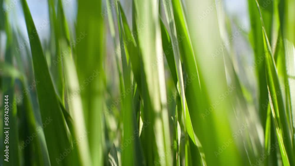 The camera moves slowly through the green grass, in the spring, in the evening, under the rays of the setting sun. High quality 4k footage The camera moves slowly through the green grass, in the spring, in the evening, under the rays of the setting sun. High quality 4k footage