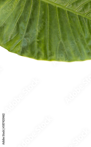 Patterned plant leaf on white background