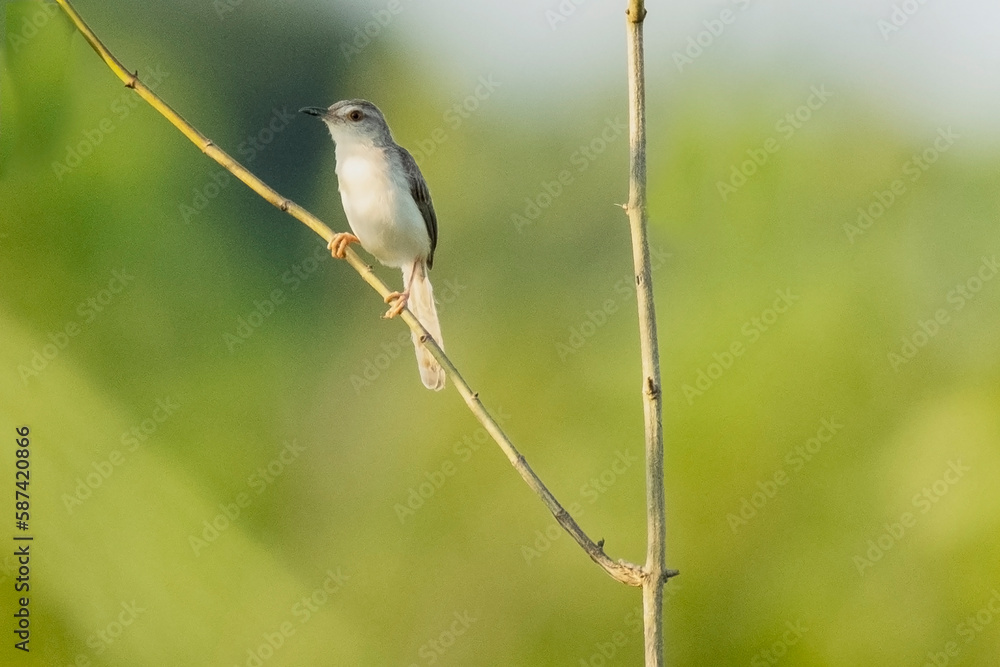 plain prenia bird on a branch from Rajkandi forest sylhet Bangladesh plain prenia bird on a branch from Rajkandi forest sylhet Bangladesh