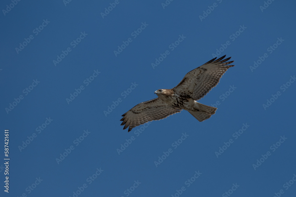 Fototapeta premium Red-tailed hawk in flight with wings spread.