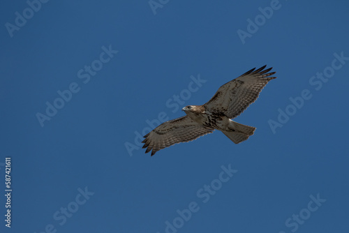 Red-tailed hawk in flight with wings spread.