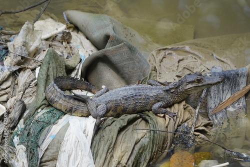 It's a wonder how this Spectacled caiman (Caiman crocodilus) Alligatoridae family, can survive in the pollution water? Location: totally polluted Mindu River. Manaus, Amazon-Brazil.