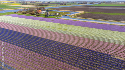 Distese di fiori e mulino a vento photo