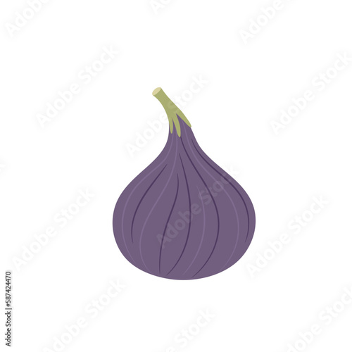 Vector illustration of figs on a white background