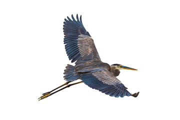 Great Blue Heron (Ardea herodias) Photo in Flight on a Transparent Background
