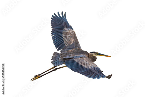 Obraz na plátně Great Blue Heron (Ardea herodias) Photo in Flight on a Transparent Background