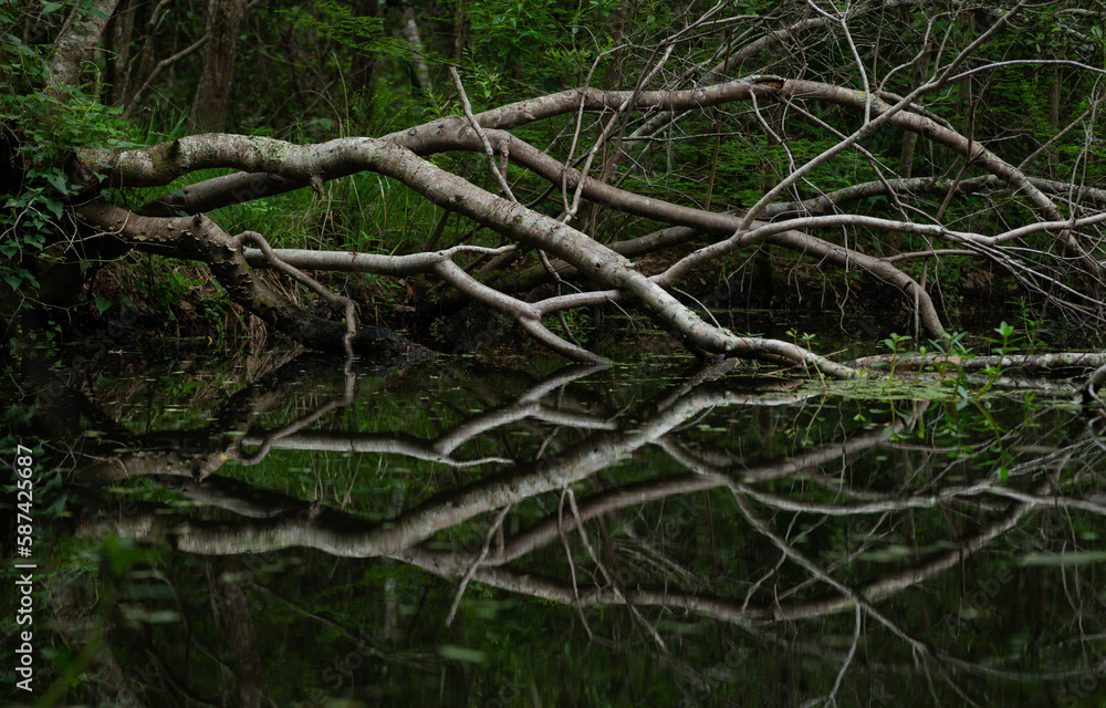 A Fallen Tree On The Bayou. Southeast Louisiana. March 2023. A Fallen Tree On The Bayou. Southeast Louisiana. March 2023.