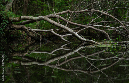 A Fallen Tree On The Bayou. Southeast Louisiana. March 2023.