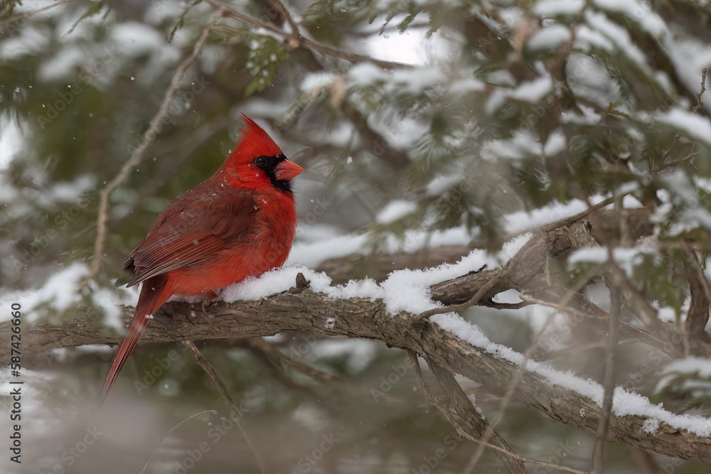 Northern cardinal under the snow Northern cardinal under the snow