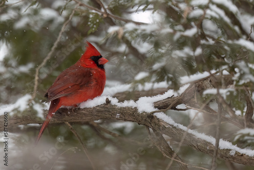 Northern cardinal under the snow