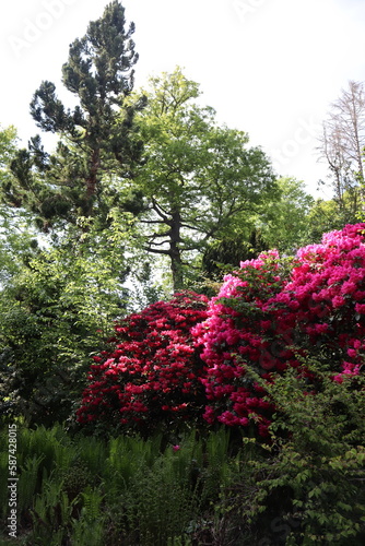 flowers in the park