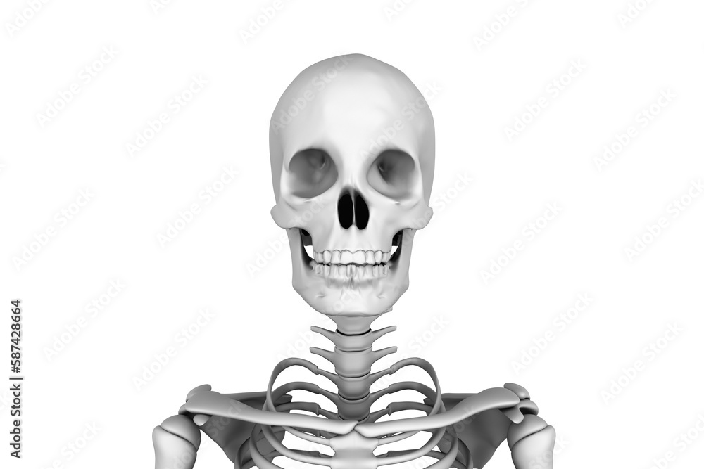 Digital image of human skeleton Digital image of human skeleton