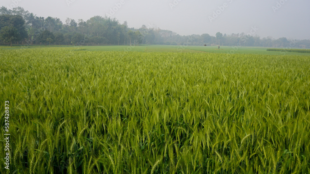 Background of green wheat field in Bangladesh. Landscape with row of green wheat grains in wheat field. Background of green wheat field in Bangladesh. Landscape with row of green wheat grains in wheat field.