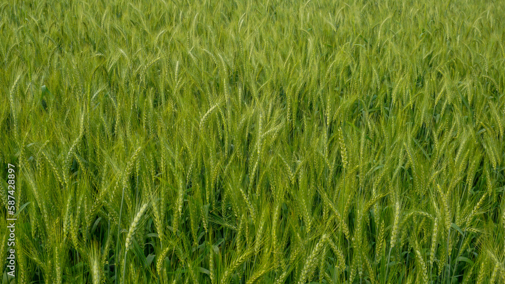 Green grain wheat Background texture. Background of green wheat seed grains. Green grain wheat Background texture. Background of green wheat seed grains.