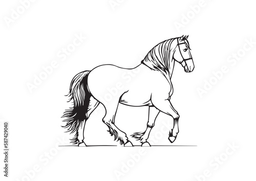 Clydesdales draft scotish Horse walking in black and white colors