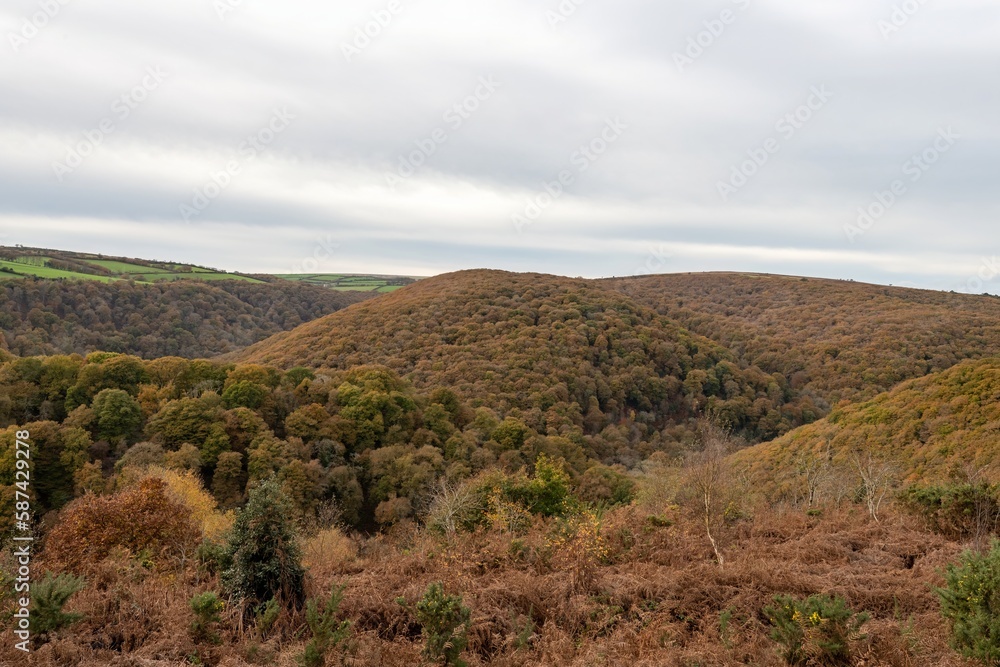 Landscape photo of the autumn colours at Horner woods in Somerset Landscape photo of the autumn colours at Horner woods in Somerset