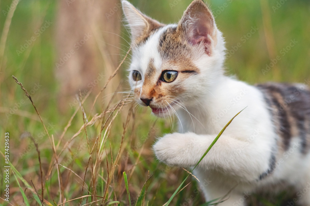 A small kitten with a raised paw in the garden among the grass. Kitten walking in the garden A small kitten with a raised paw in the garden among the grass. Kitten walking in the garden