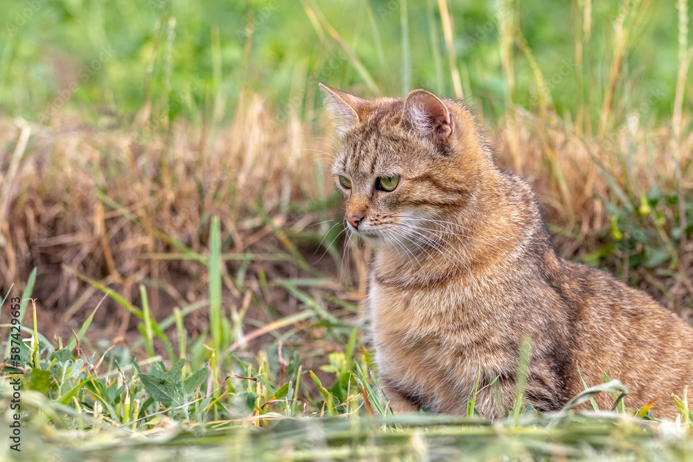 A brown tabby cat sits in the garden on the mowed grass