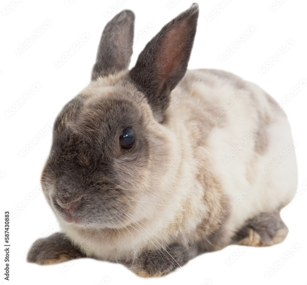 Obraz premium Portrait of brown rabbit sitting