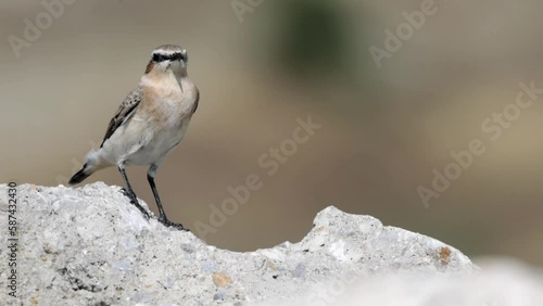 4K Video of the Northern wheatear or Oenanthe Oenanthe spring small bird migration sitting on the rock soft background