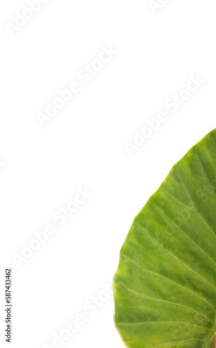 Close-up of plant leaf 