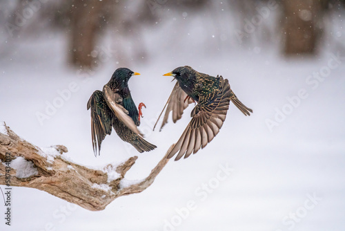 Photography starlings fighting