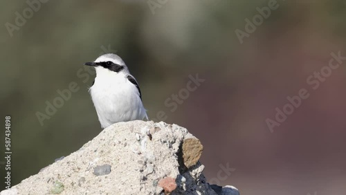 4K Video of the Northern wheatear or Oenanthe Oenanthe spring small bird migration sitting on the rock soft background