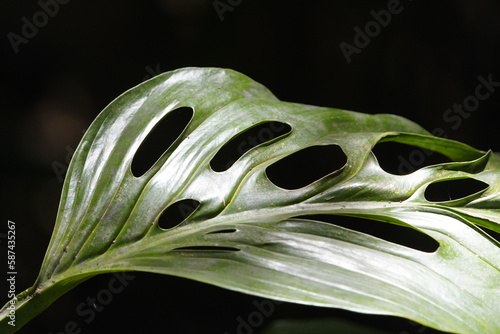 Monstera adansonii, the Adanson's monstera, Swiss cheese plant, or five holes plant, is a species of flowering plant from family Araceae which is widespread across much of South America and Central Am photo