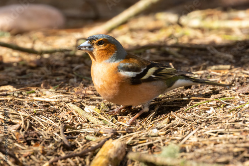 Male chaffinch in the sunlight foraging in the woodland undergrowth