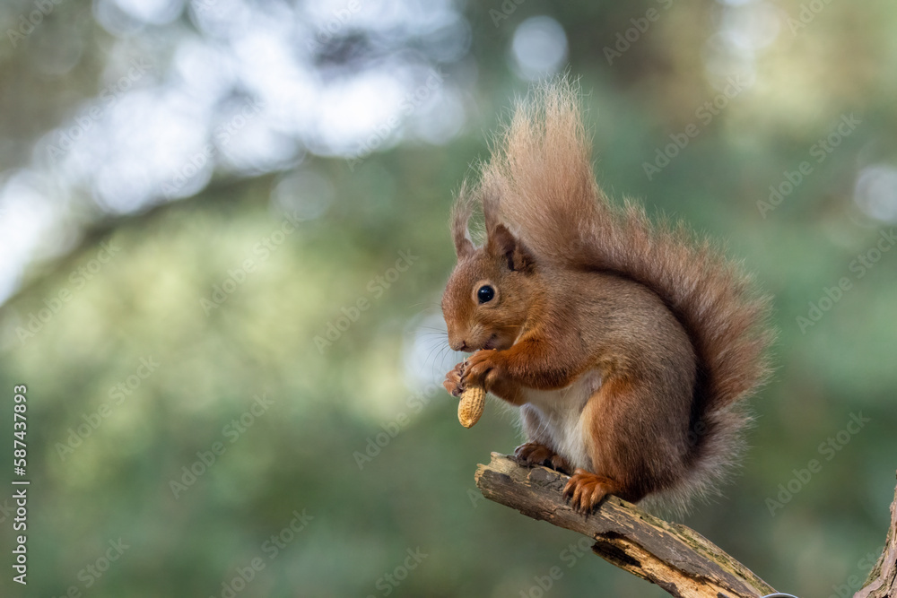 Scottish red squirrel perched on a branch in the sunshine eating a monkey nut Scottish red squirrel perched on a branch in the sunshine eating a monkey nut