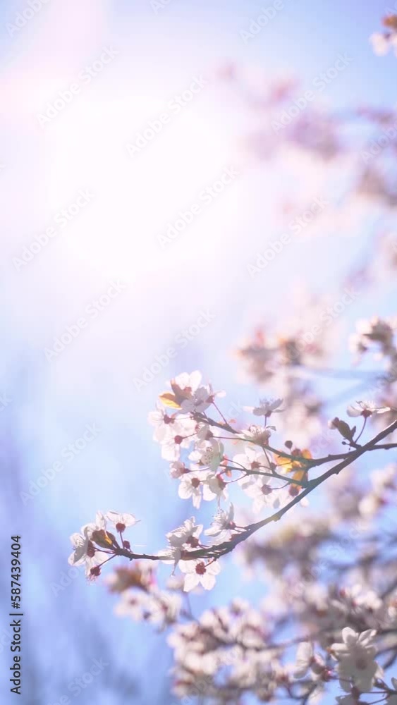 Vertical video of blossoming cherry flowers on tree branches in spring bloom against blue sky. Japanese sakura trees. Vertical video of blossoming cherry flowers on tree branches in spring bloom against blue sky. Japanese sakura trees.