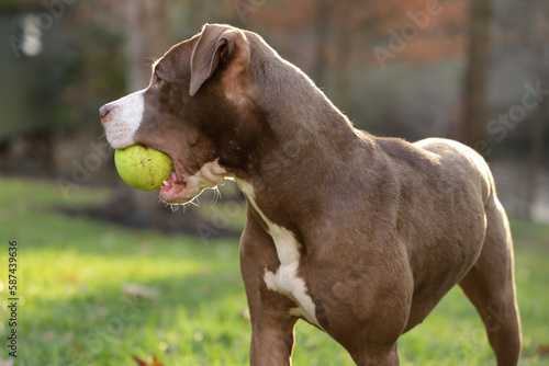 Brown and white Terrier dog holding a green ball in it's mouth