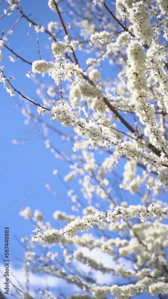 A vertical video of flowering white blossoms on tree branches in spring bloom against the blue sky